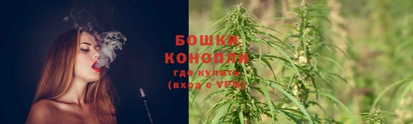прущие грибы Волоколамск